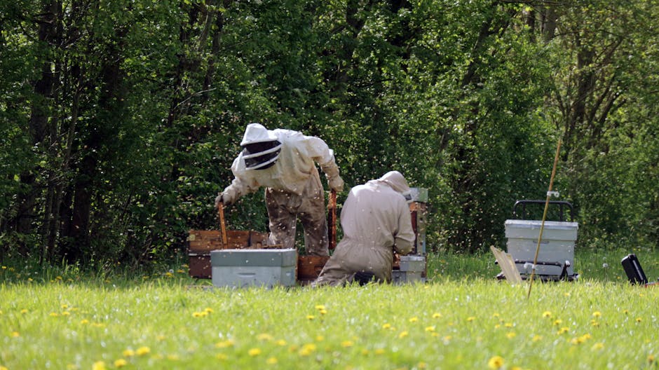 Apicultorii din Râșnov avertizați: cum să își protejeze albinele de stropirile cu insecticid