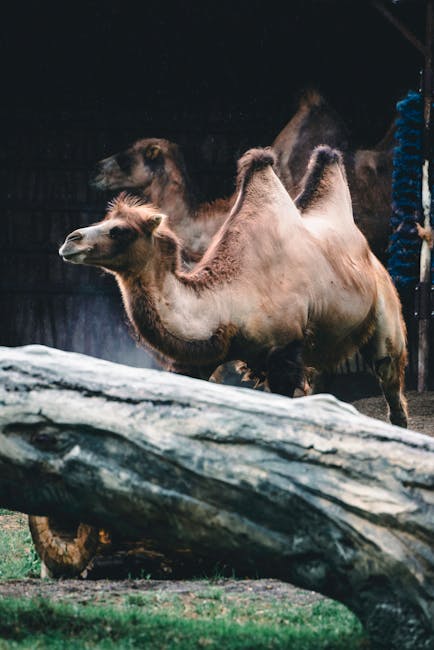 O nouă minune la Zoo Oradea: pui de cămilă bactriană și altele
