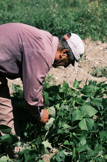 Un tânăr din Botoșani transformă 100 de hectare în succes agricol la doar 25 de ani