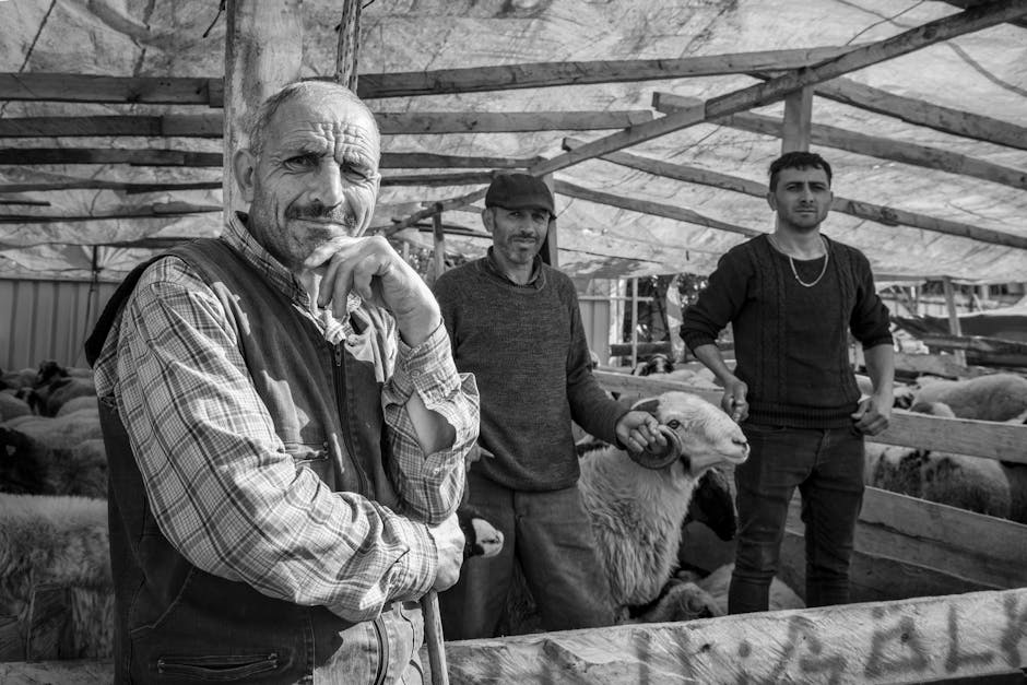 Sprijin financiar pentru crescătorii de ovine: până la 50.000 de euro pentru îmbunătățirea fermelor
