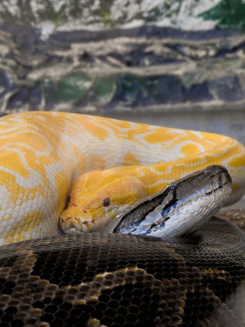 Controversa din grădina zoologică: piton hrănit cu iepure viu stârnește indignare
