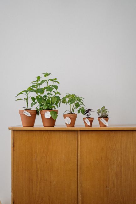 Ghid complet pentru cultivarea plantelor aromatice pe balcon: verdețuri ușor de întreținut