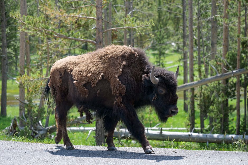 Atac surprinzător al unui bizon în Yellowstone: un turist aruncat în aer