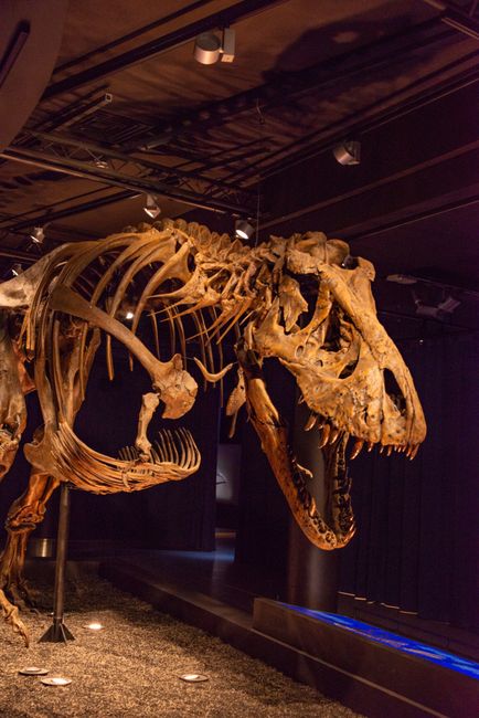 Schelet de T-Rex vândut cu 50 de milioane de dolari: descoperă replica din Sibiu la un preț accesibil