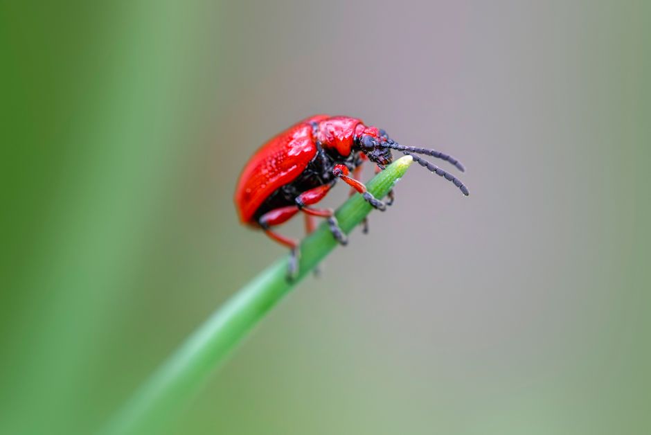 Râmnicu Vâlcea lansează a doua rundă de dezinsecție pentru combaterea insectelor