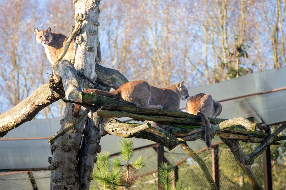 Puma capturată după o săptămână de căutări în Polonia: Ce s-a întâmplat cu animalul?