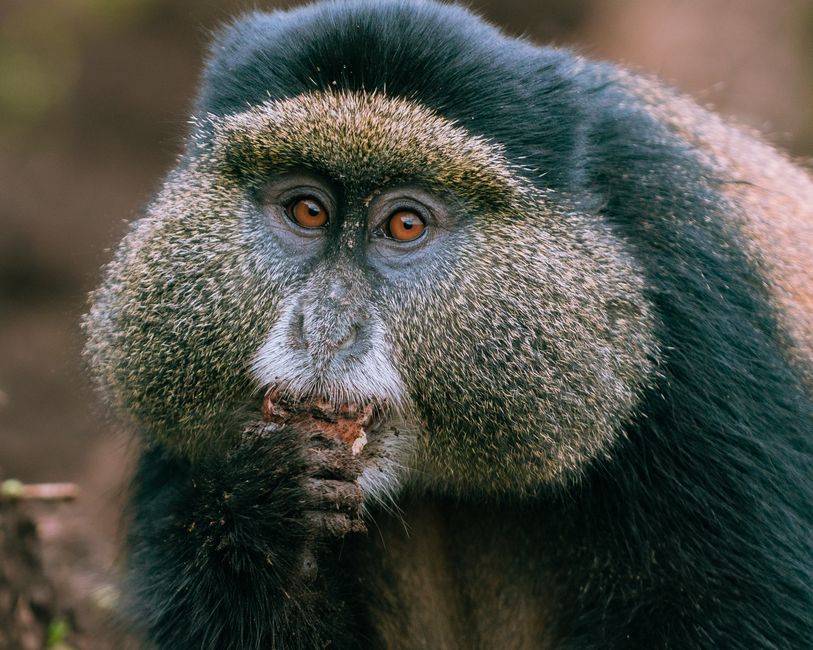 O descoperire surprinzătoare: o specie unică de maimuță a fost identificată în Congo