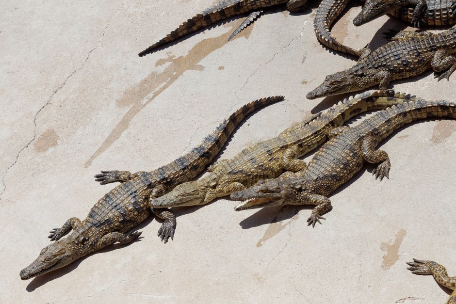 Crocodilii de Nil, noi gardieni în închisorile din Israel