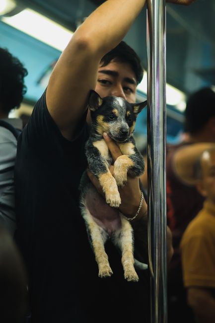 Proprietarii de animale din Suceava pot călători cu micuții lor prieteni în transportul public!