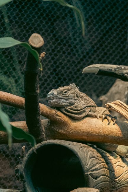 Expoziția de reptile și animale exotice din Timișoara: o experiență captivantă pentru toți
