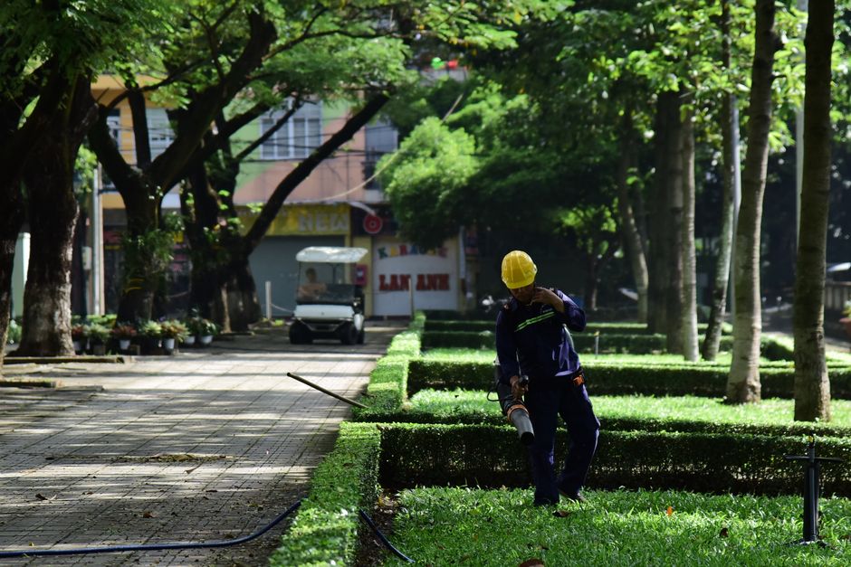 Primăria Oradea anunță lucrări de toaletare și tăiere a arborilor pe nouă străzi