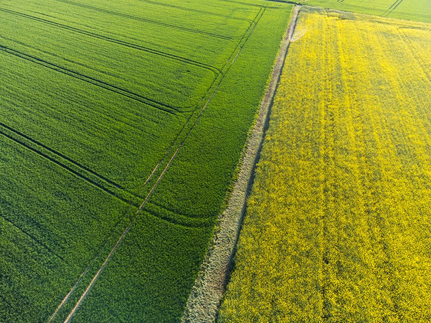 Seceta devastatoare afectează zeci de mii de hectare în Arad: fermierii se confruntă cu pierderi uriașe