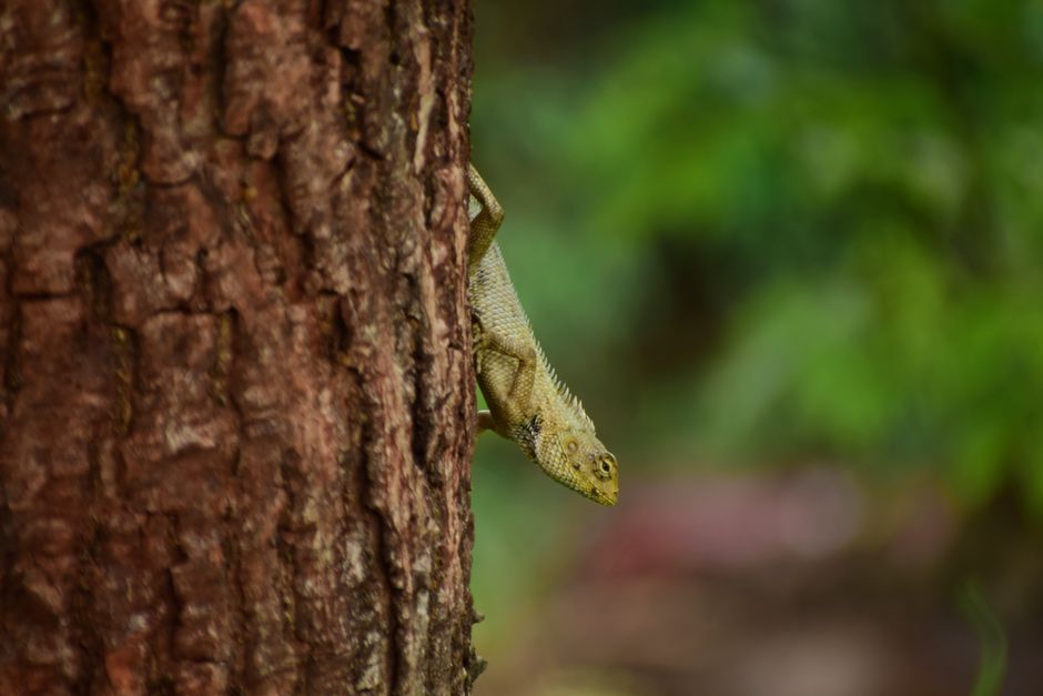 Mecha Chameleon: jocul care redefinește distracția și a vândut 15 milioane de unități în prima lună