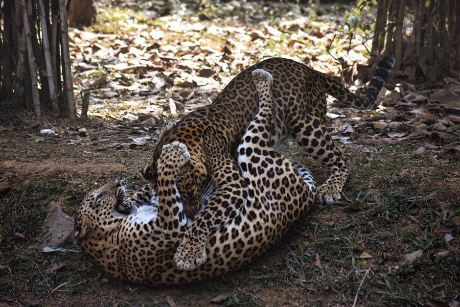 Leopard surprinde localnicii din India, atacând într-un magazin de băuturi