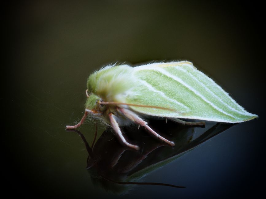 Descoperirea fascinantă a omizii de Sfinx al teiului în Parcul Național Defileul Jiului