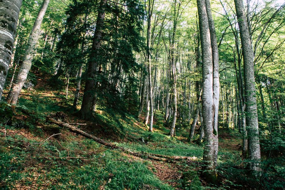 Bihorul se alătură eforturilor naționale pentru protecția biodiversității