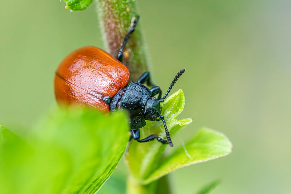Dezinsecție în Cumpăna: măsuri pentru combaterea insectelor dăunătoare