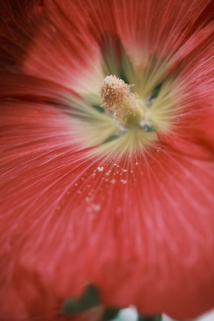 Floarea gigantică de hibiscus surprinde vizitatorii Grădinii Botanice din Iași