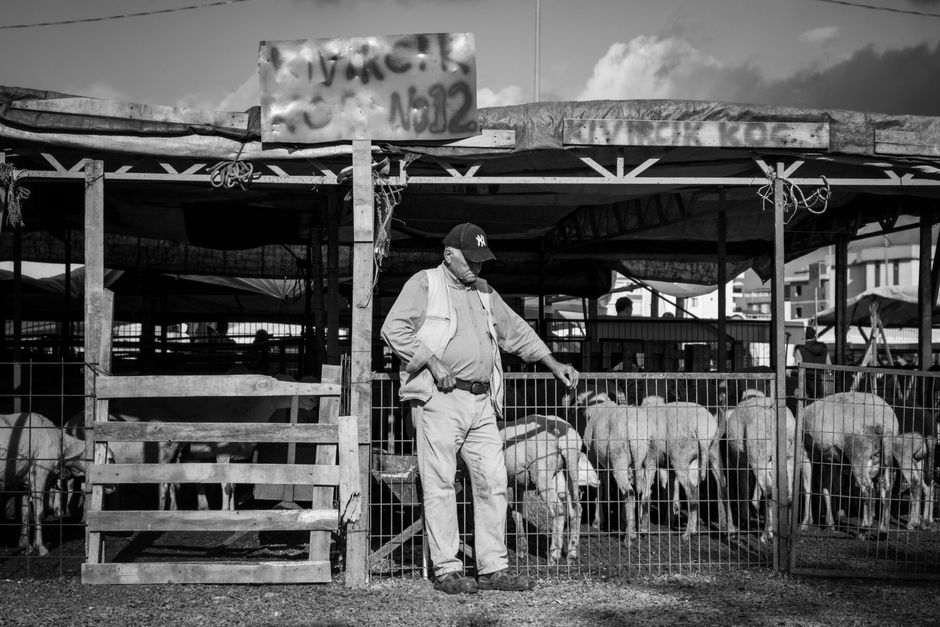 Oierii din România protestează pentru reluarea exporturilor de animale