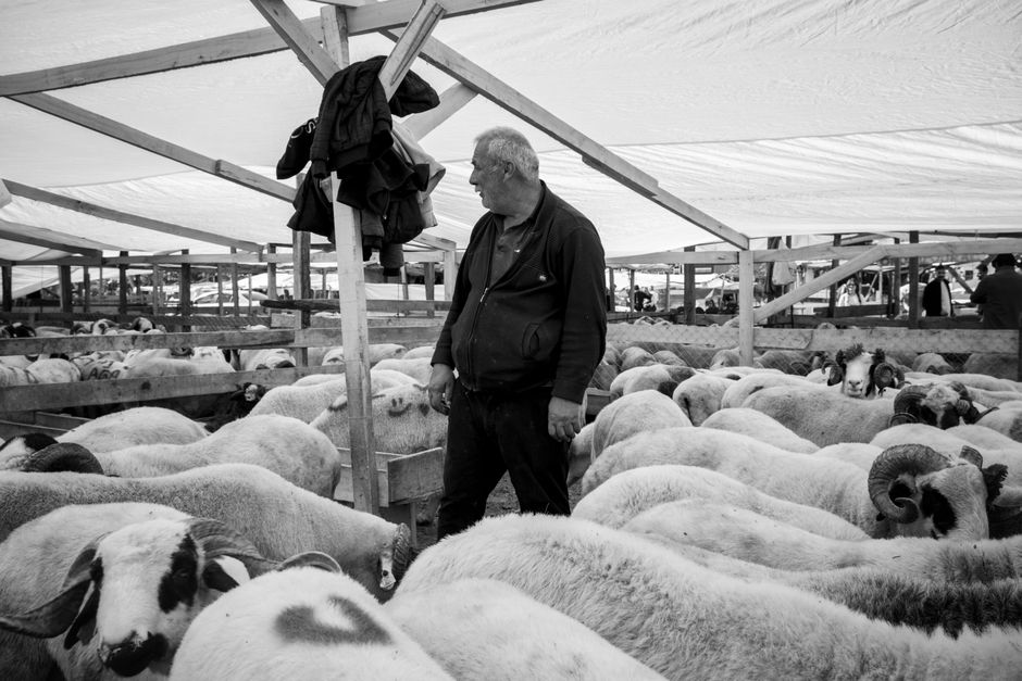 Reluarea exporturilor de ovine către Libia: întâlnire crucială la CJ Constanța