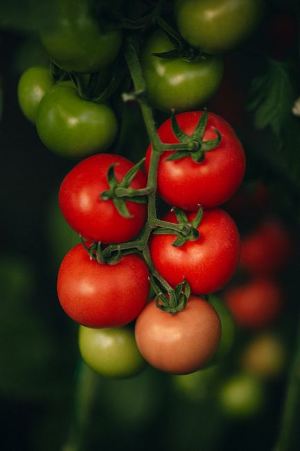 Un soi revoluționar de tomate promite să încânte papilele gustative