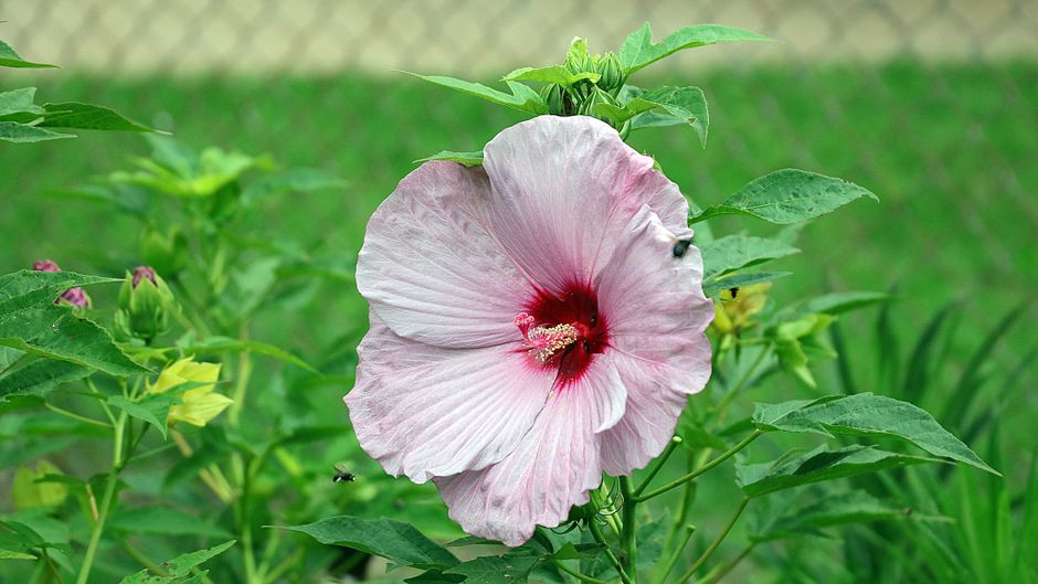 Un hibiscus uriaș atrage privirile la Grădina Botanică din Iași