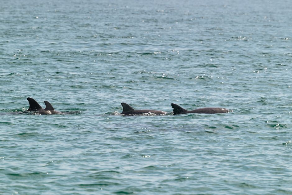 Descoperire șocantă pe plaja din Mamaia: un pui de delfin eșuat