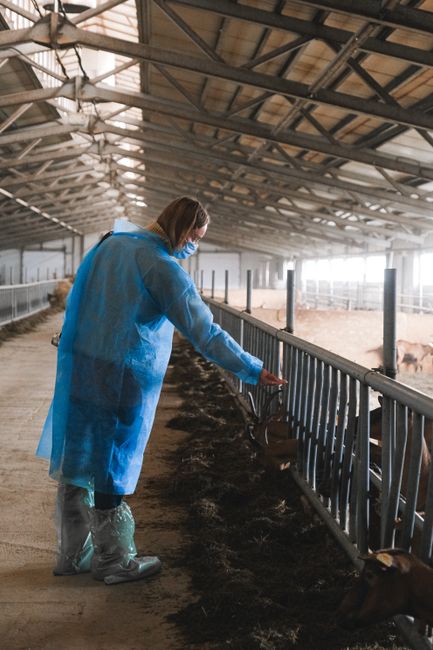 Carantina de 30 de zile pentru ovine și caprine: măsuri drastice anunțate de ANSVSA
