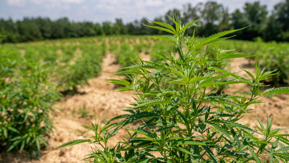Descoperire șocantă: plantație ilegală de canabis pe malul Mureșului