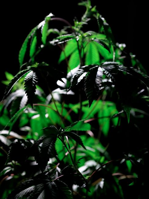 Captură surprinzătoare: 83 de plante de canabis descoperite într-un solar din Bihor