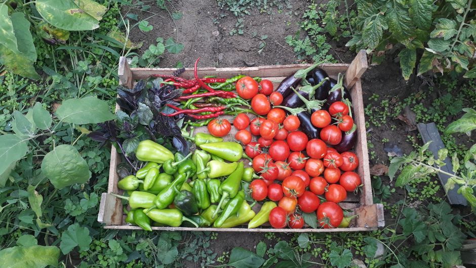 Descoperirea unei povești de succes: Răzvan Rusu și satul său ascuns