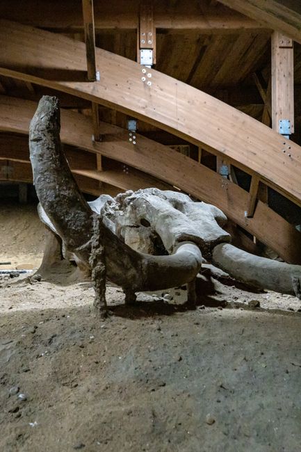 Fosile de mamut descoperite pe malul Dunării: zeci de voluntari implicati în cercetări