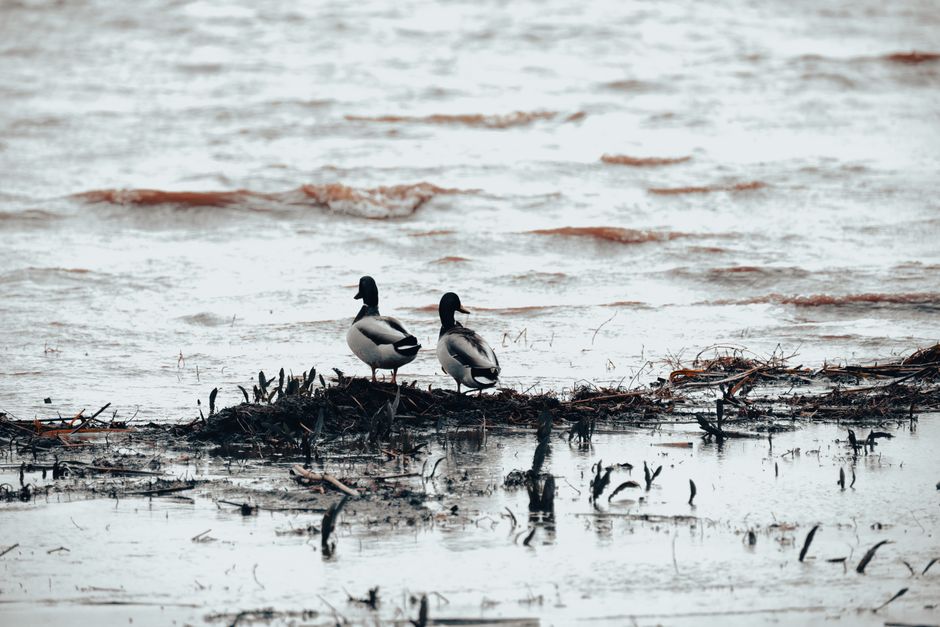Rațele mute de la Lacul Măltăreț vor fi relocate pentru protejarea biodiversității