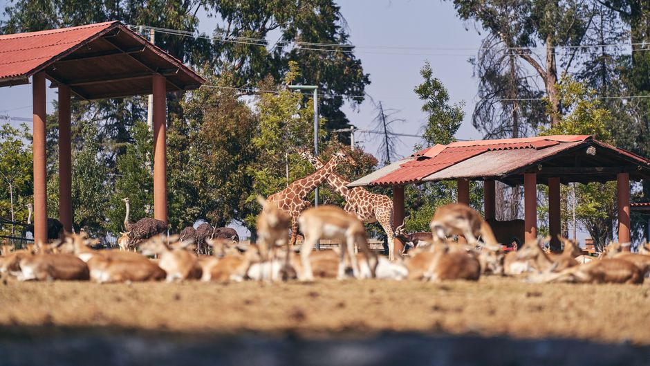 Salvarea animalelor din flăcările Spaniei: o misiune eroică