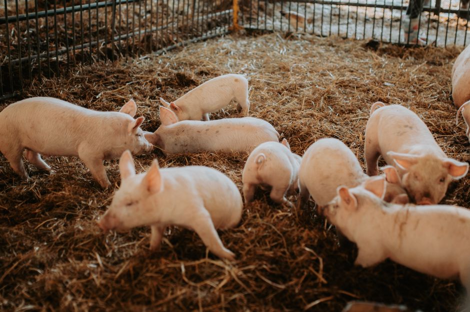 Măsuri esențiale pentru protejarea animalelor în perioadele de caniculă