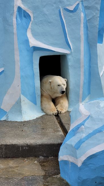 Cum își adaptă Zoo Oradea dieta animalelor în zilele caniculare
