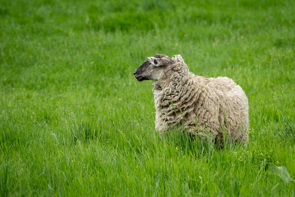 Ministerul Agriculturii lansează un nou ghid pentru sprijinul crescătorilor de ovine și caprine