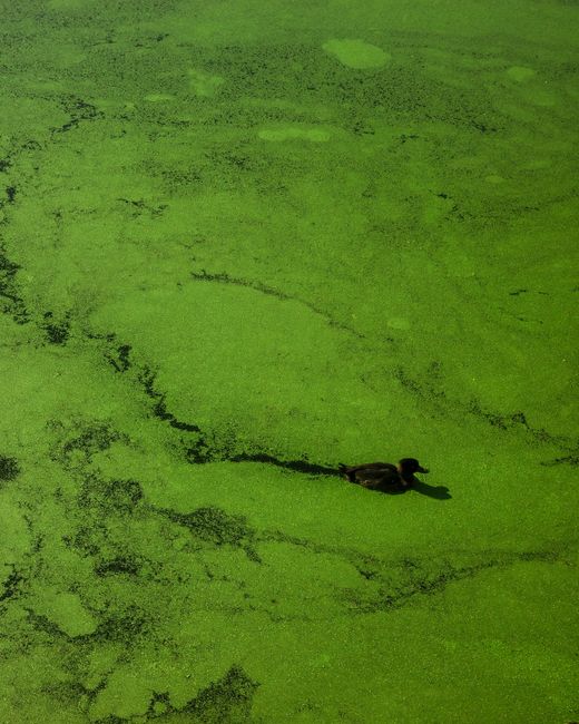 Descoperă provocările ecologice ale lacului Sfânta Ana: poluare, invazii și măsuri necesare