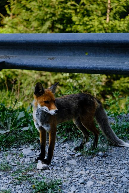 Un copil de 8 ani atacat de vulpe în curtea casei, salvarea rapidă a tatălui