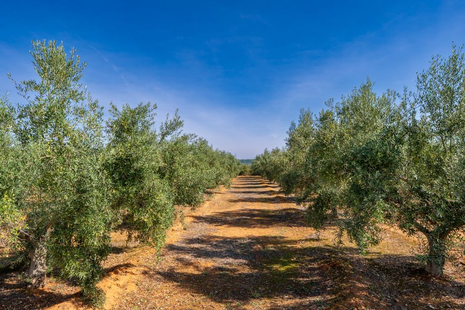 Impactul caniculei asupra agriculturii europene: prețul uleiului de măsline pe cale să crească din nou