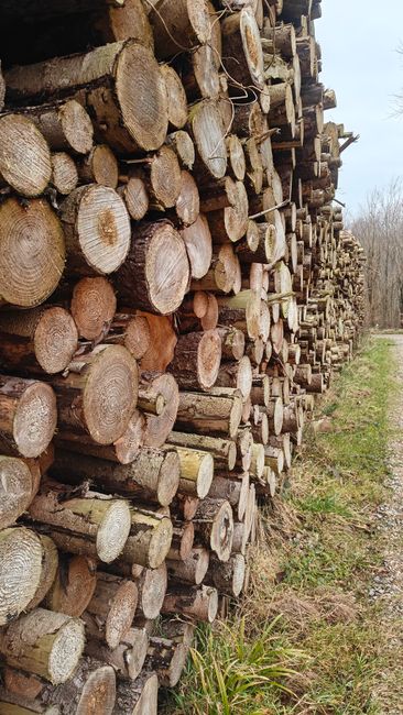Timișoara scote la licitație 3.500 de metri cubi de lemn din pădurile municipale