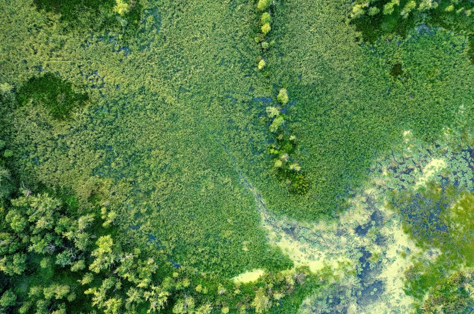 Controverse în Parlament: amendamentele PSD la legea biodiversității stârnesc reacții puternice