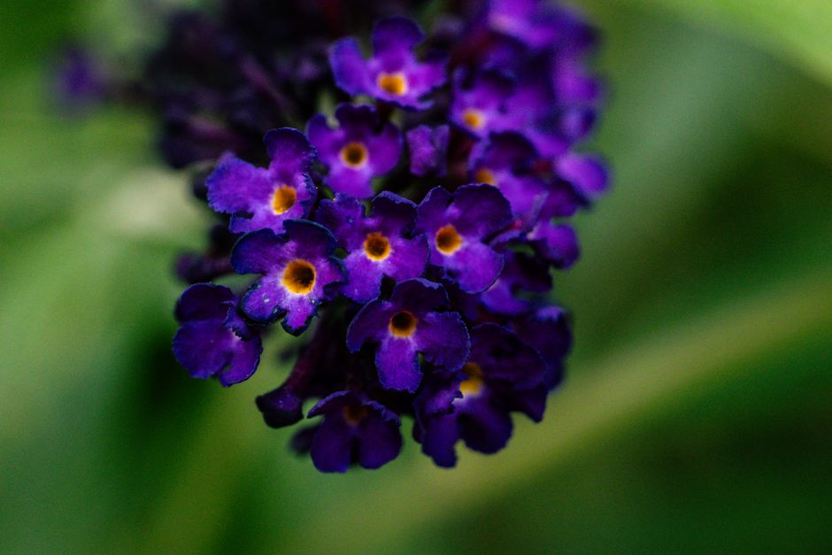 Cum buddleia devine un inamic al casei tale: avertizări importante