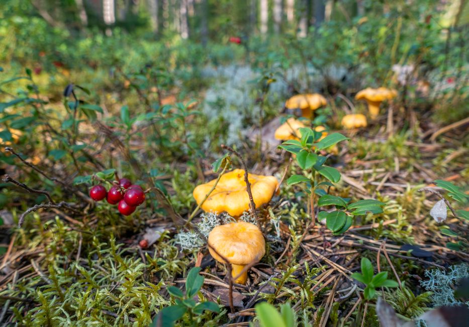 România: Importuri de fructe de pădure de milioane, dar culegătorii sunt sancționați