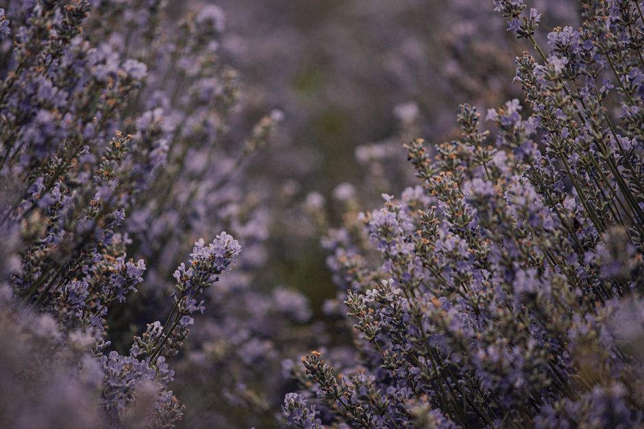 Oportunități de finanțare pentru fermierii din floricultură și plante medicinale