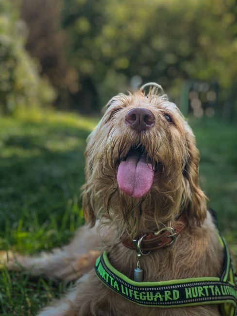 Atenție, proprietari de animale: căldura extremă poate fi mortală pentru prietenii voștri blănoși