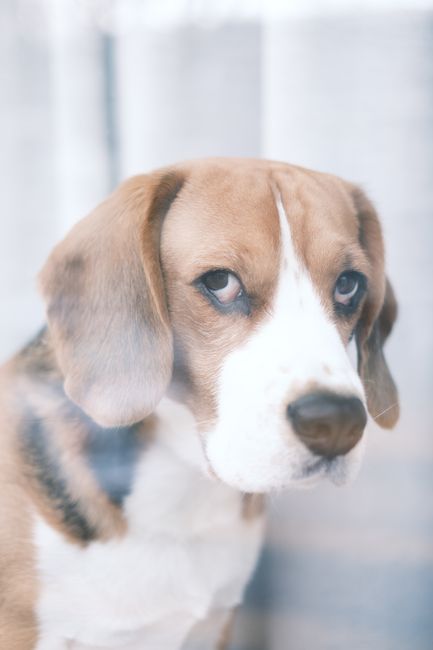 Cercetătorii creează câini care nu provoacă alergii, aducând speranță pentru iubitorii de animale