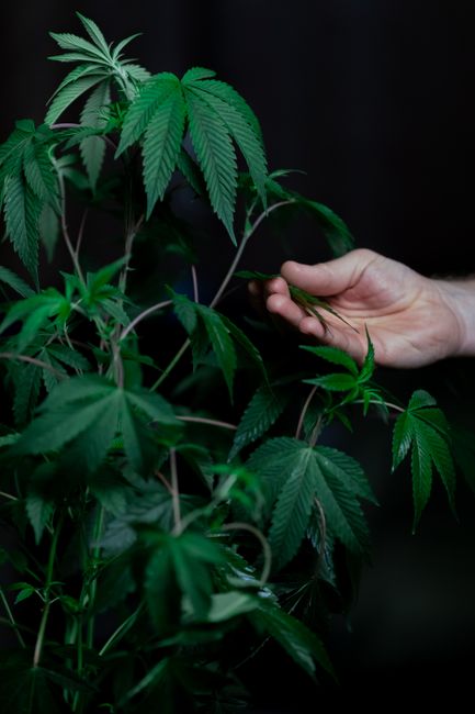 Descoperire surprinzătoare: plantație de canabis găsită în pădurea de lângă Lipova