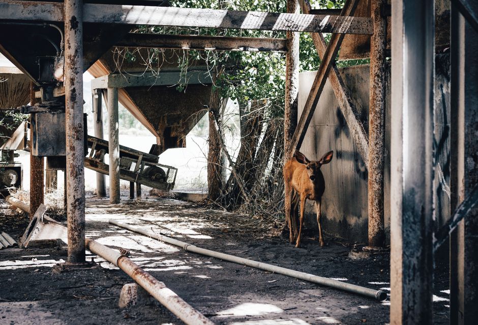 O căprioară în pericol salvată de pompierii din Bihor