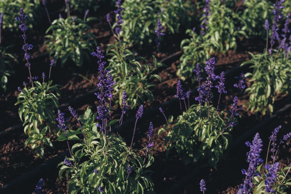 Oportunitate unică pentru fermierii din Bihor: finanțări de până la 100.000 de euro pentru floricultură
